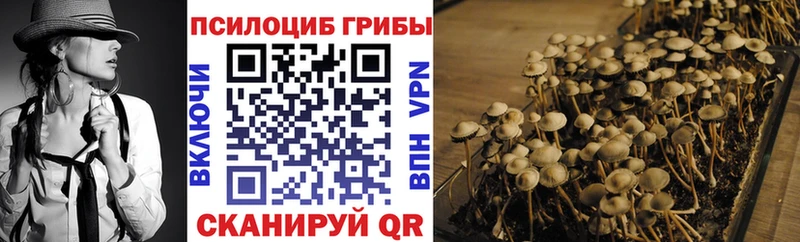 закладки Благодарный Псилоцибиновые грибы Psilocybe